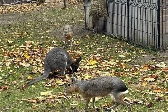 mary patagońskie samiec i samica, Mazowieckie, Wilkowa Wieś