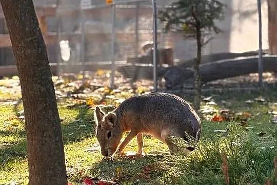 mary patagońskie samiec i samica, Mazowieckie, Wilkowa Wieś
