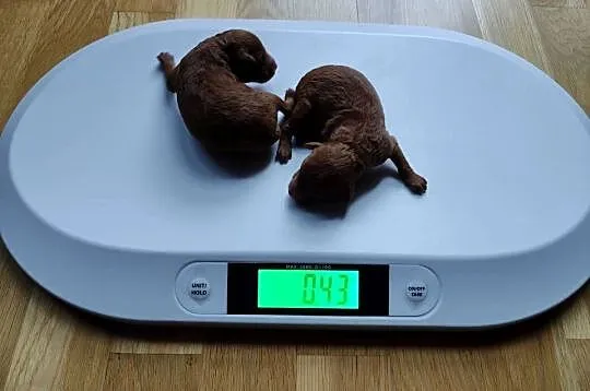 Suczki Pudel Toy, do rezerwacji, rodzice z badaniami, na kolanka