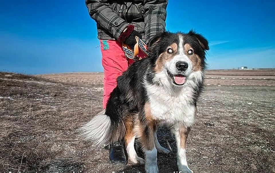 Piernik piękny pies w typie collie.
