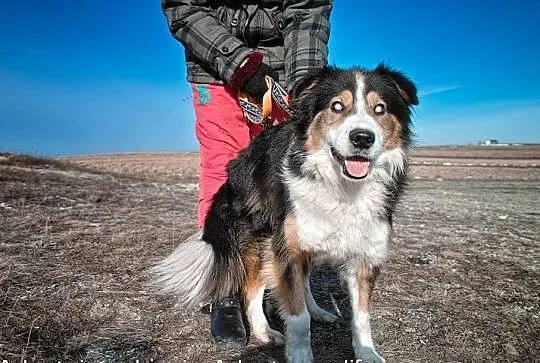 Piernik piękny pies w typie collie.