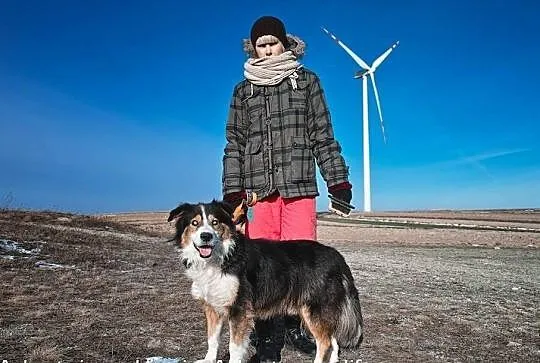 Piernik piękny pies w typie collie.