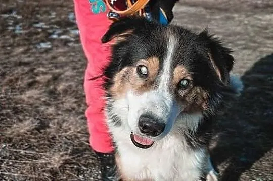 Piernik piękny pies w typie collie.