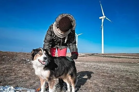 Piernik piękny pies w typie collie.