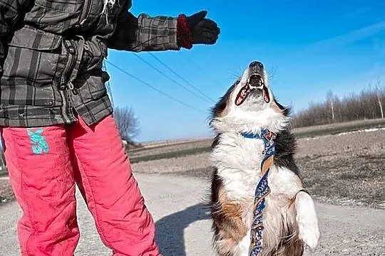 Piernik piękny pies w typie collie.