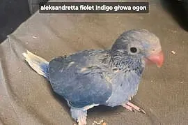 Aleksandretta ręcznie karmiona Fiolet indygo głowa ogon