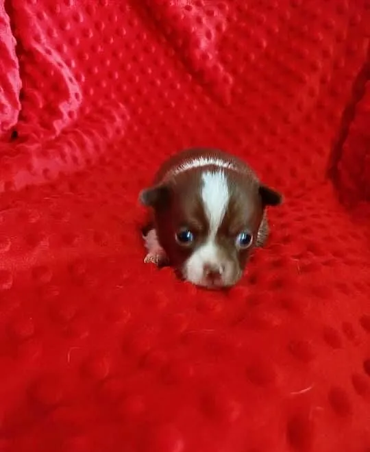 Śliczna czekoladowa suczka chihuahua, Mazowieckie, Płońsk