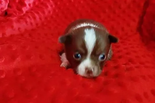 Śliczna czekoladowa  suczka chihuahua, Mazowieckie, Płońsk