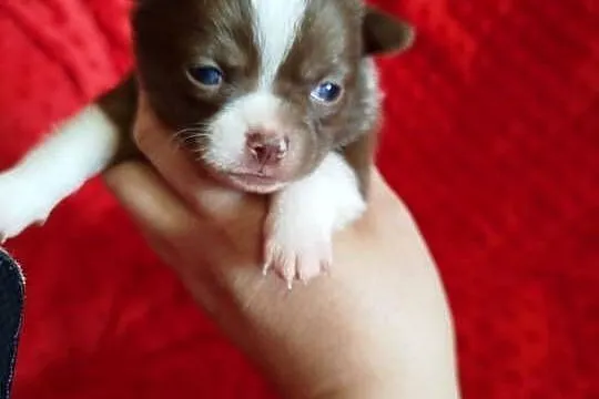 Śliczna czekoladowa  suczka chihuahua, Mazowieckie, Płońsk