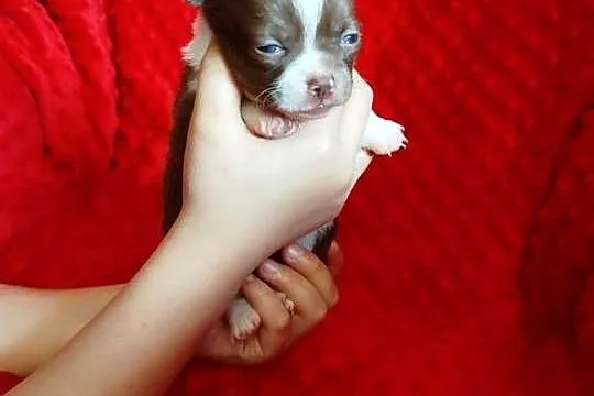 Śliczna czekoladowa  suczka chihuahua, Mazowieckie, Płońsk