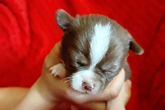 Śliczna czekoladowa  suczka chihuahua, Mazowieckie, Płońsk
