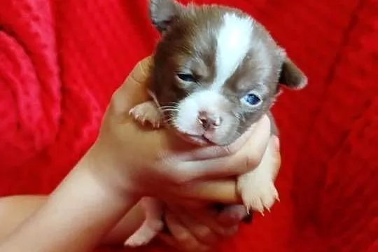 Śliczna czekoladowa  suczka chihuahua, Mazowieckie, Płońsk