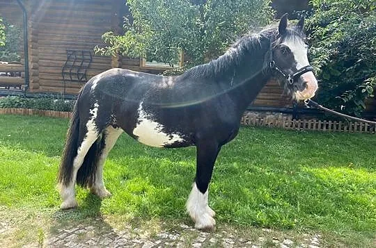 Klacz irish cob!