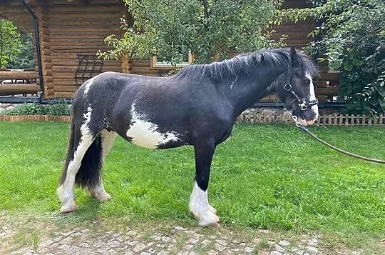 Klacz irish cob!, Żukowo