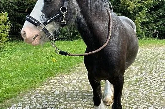 Klacz irish cob!, Żukowo