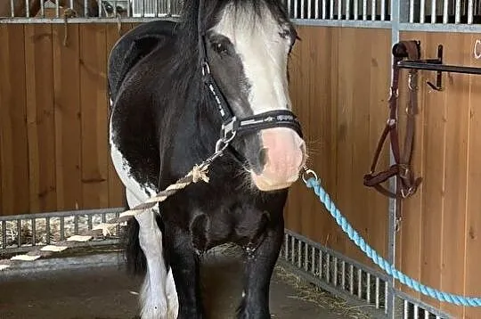 Klacz irish cob!, Żukowo