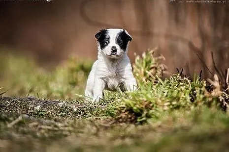 GERDA - kochana 6 tyg. ZJAWISKOWA i kochana MIKRO 