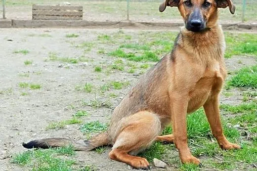 Tolik psi aniołek spokojny, zrównoważony do adopcji,  małopolskie Kraków