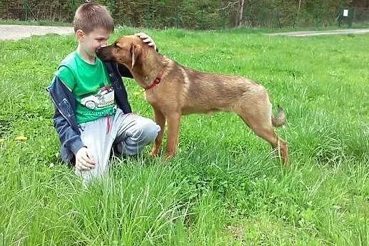 Tolik psi aniołek spokojny, zrównoważony do adopcj