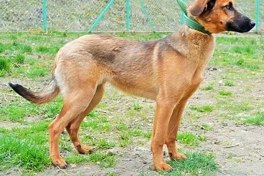 Tolik psi aniołek spokojny, zrównoważony do adopcj