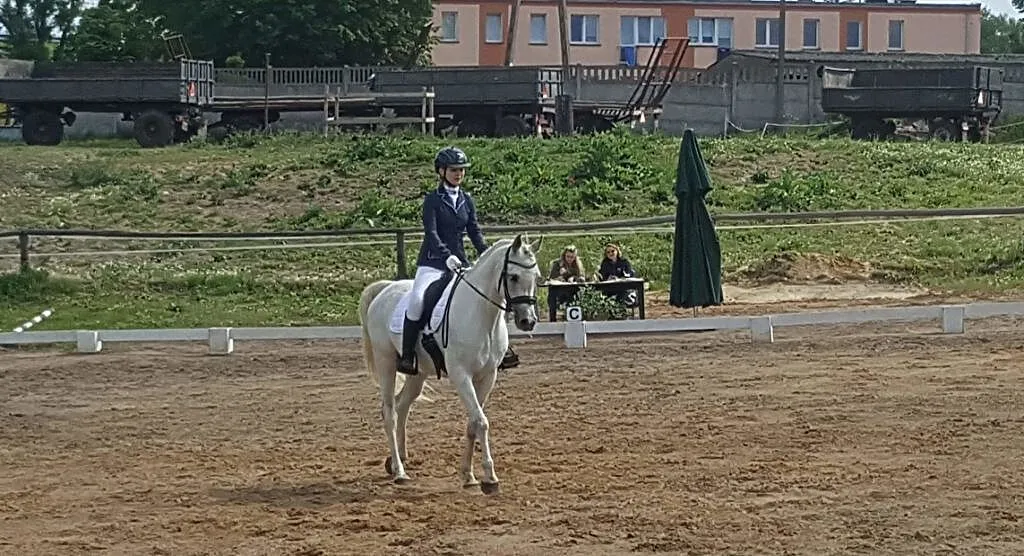 Wałach arabski po Esparto, ,