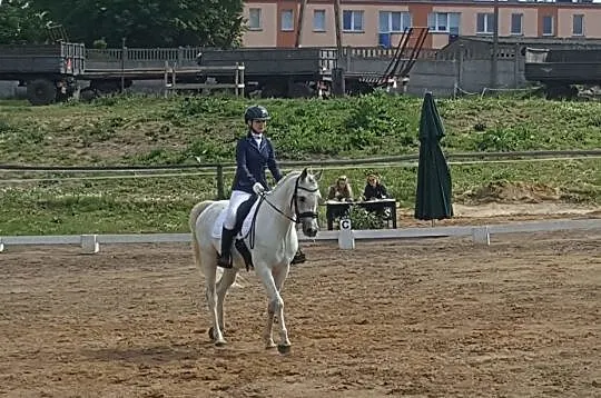 Wałach arabski po Esparto
