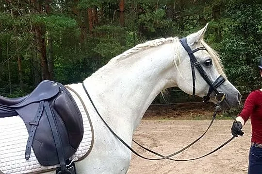 Wałach arabski po Esparto, , 