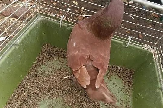 Sprzedam gołębia kinga samca MOŻLIWOŚĆ DOWOZU, Kujawsko-pomorskie, Osięciny