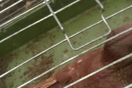 Sprzedam gołębia kinga samca MOŻLIWOŚĆ DOWOZU, Kujawsko-pomorskie, Osięciny