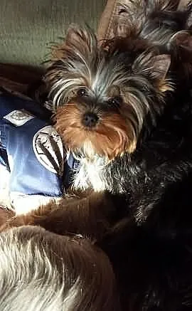 YORKSHIRE TERRIER - szczeniak z metryka FCI - praw