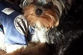 YORKSHIRE TERRIER - szczeniak z metryka FCI - praw
