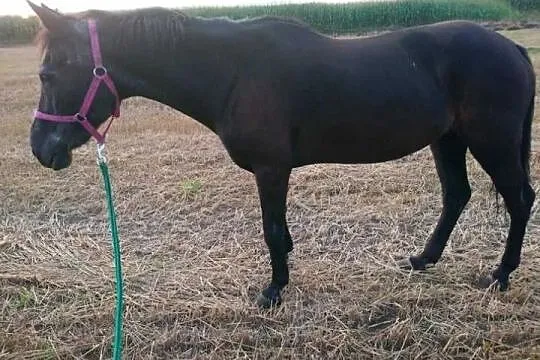 Sprzedam spokojną klacz, , Jasienica