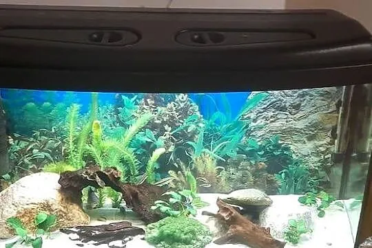 Akwarium Kompletne z rybami 100l