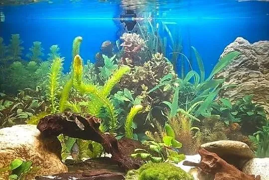 Akwarium Kompletne z rybami 100l, Dolnośląskie, Sosnówka