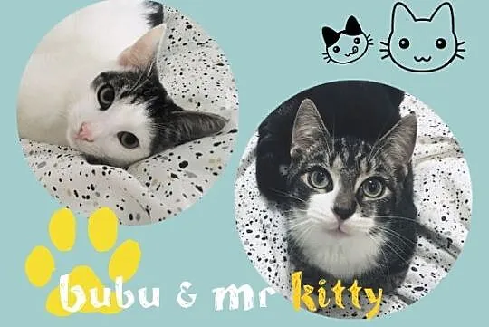 Mr Kitty i Bubu