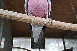 Kakadu różowe para 2022r , Orzesze