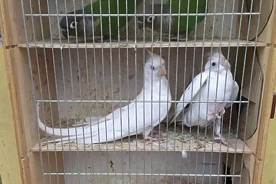 Sprzedam Papugi, Podkarpackie, Potakówka