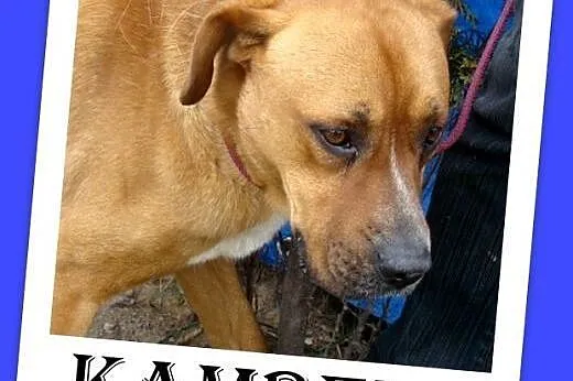W typie boksera,duży,przyjazny,łagodny pies KAMBEL.Adopcja,  śląskie Dąbrowa Górnicza