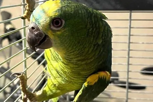 Papugi Amazonka Niebieskoczelna, Mazowieckie, Stara Niedziałka