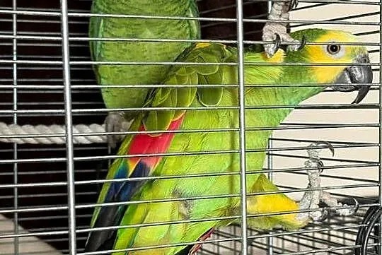 Papugi Amazonka Niebieskoczelna, Mazowieckie, Stara Niedziałka