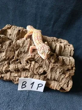 Gekon lamparci Id : [B1P] Więcej informacji w opisie