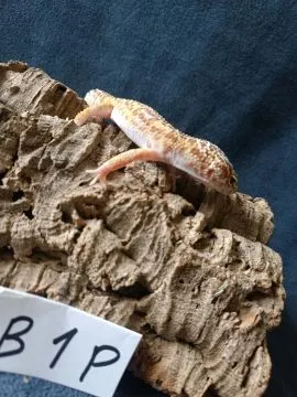 Gekon lamparci Id : [B1P] Więcej informacji w opisie, , Mława