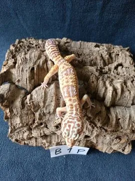 Gekon lamparci Id : [B1P] Więcej informacji w opisie, , Mława