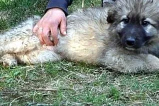10tyg.PIESKI XXL-BĘDĄ DUŻE,  mazowieckie Warszawa