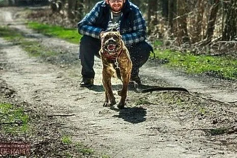 Prawdziwy BURBON do adpocji ;),  mazowieckie Warsz
