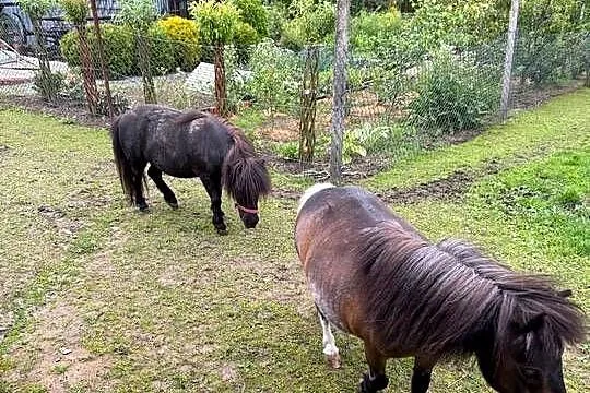 Sprzedam mini kuce
