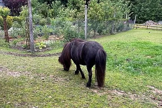 Sprzedam mini kuce, Małopolskie, Brzesko