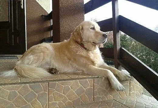 Golden Retriever NENA - do adopcji, mazowieckie N