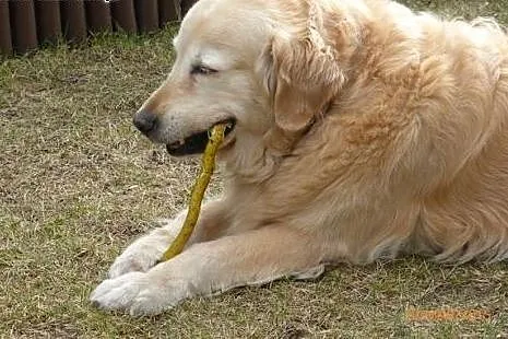 Golden Retriever NENA - do adopcji,  mazowieckie N
