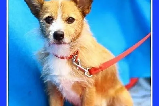 Mały,kanapowy piesk,wesoły,przyjazny PLUTO.Adopcja, mazowieckie Warszawa